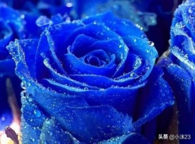 粉色玫瑰代表什么（你知道玫瑰花的花语吗）(7)