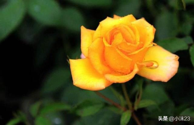 粉色玫瑰代表什么（你知道玫瑰花的花语吗）(3)