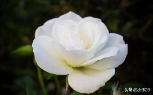 粉色玫瑰代表什么（你知道玫瑰花的花语吗）(2)