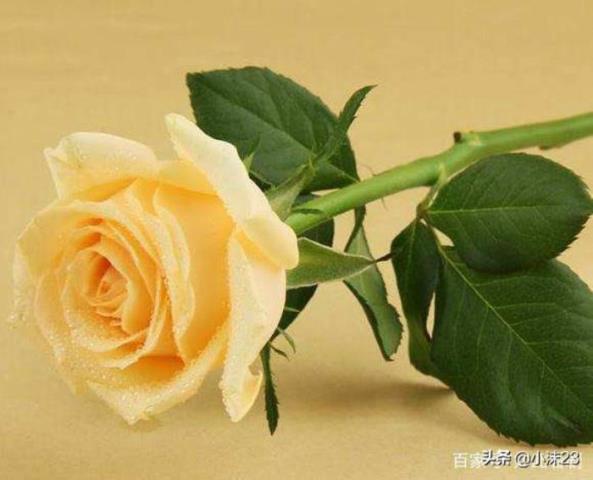 粉色玫瑰代表什么（你知道玫瑰花的花语吗）(6)