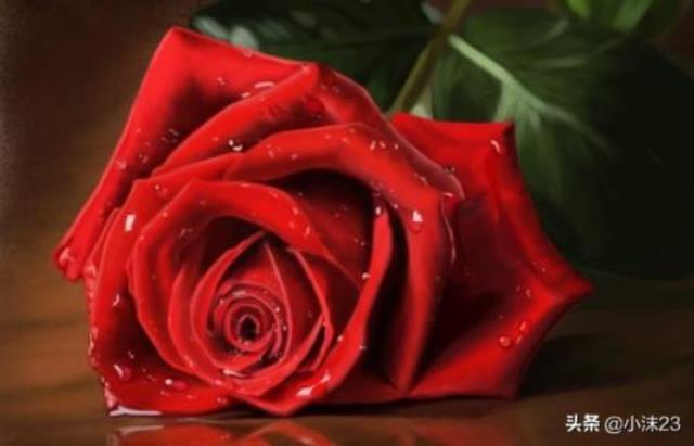 粉色玫瑰代表什么（你知道玫瑰花的花语吗）(1)