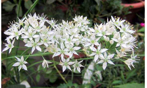 韭菜花一般在几月上市,大庆菲莱花几月开图4