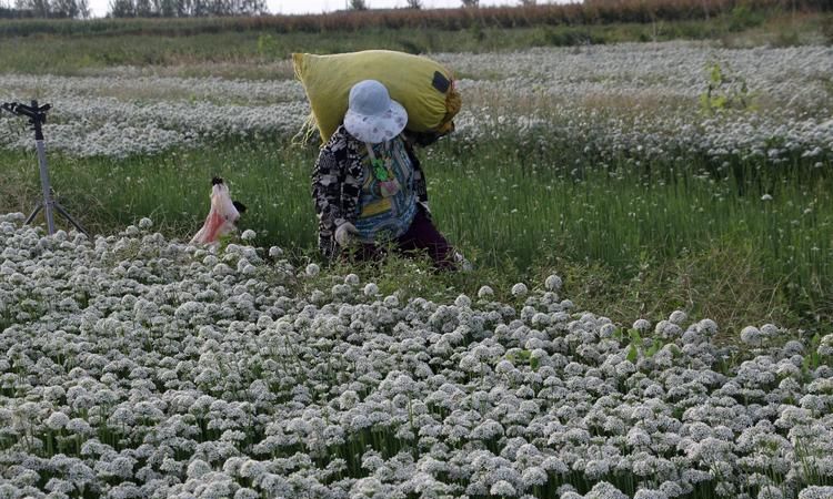 韭菜莲什么时候开花