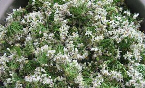 大庆菲莱花几月开