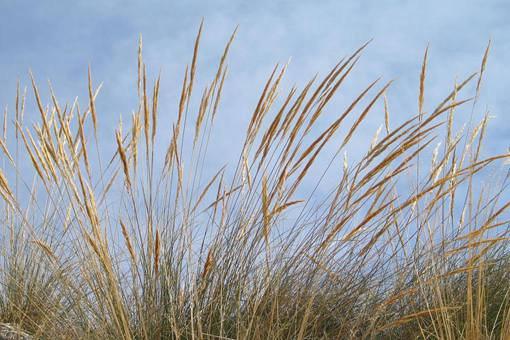 诗经中出现过的白茅是什么 古人对白茅有怎样的情节