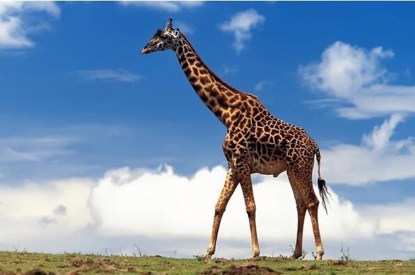 十大世界上脖子最长的动物是什么  1