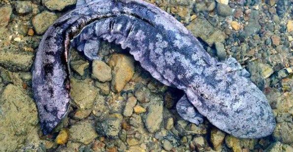 十大十大奢侈淡水鱼排名（金钱鳘榜上排名第三）  3