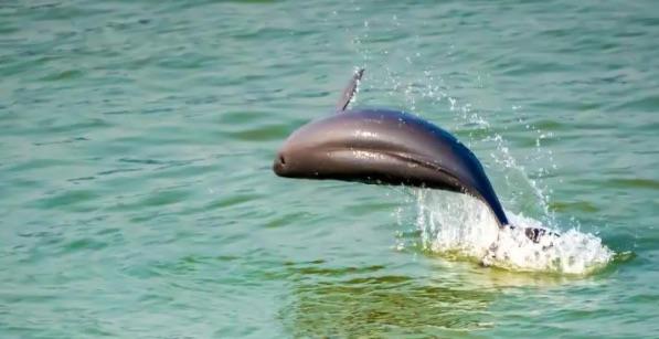 十大十大奢侈淡水鱼排名（金钱鳘榜上排名第三）  4