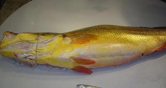 十大十大奢侈淡水鱼排名（金钱鳘榜上排名第三）  2