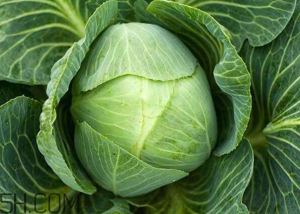 大头菜是发物吗？大头菜是卷心菜吗