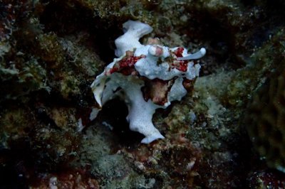 ​青蛙鱼，不太会游泳海鱼，分享我收集的几个品种