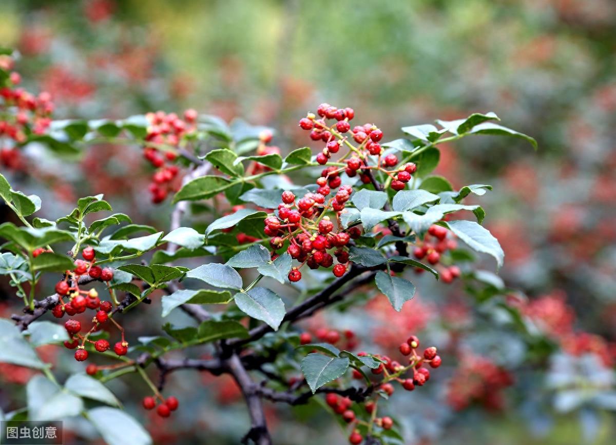 花椒之都韩城市，陕西省的副地级市