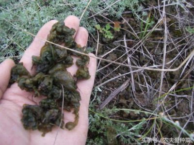 ​这蔬菜30元一斤不好买，下过雨后才能捡得到，比鸡蛋营养10倍