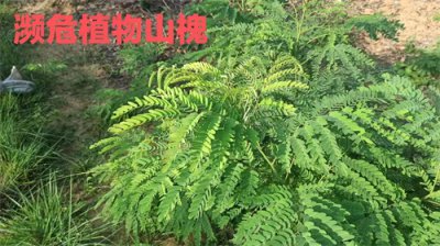 ​湖南省发现了世界濒危植物山槐