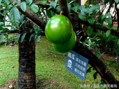 ​“铁西瓜”又称炸弹树果实成熟后自动炸开，威力堪比小型炸弹可炸伤人畜！