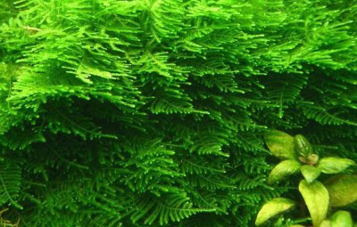 ​常见水草三角莫斯