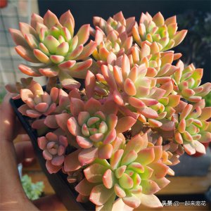 ​多肉马库斯真皮实，夏天不休眠，好养好看长成群生肉墩子