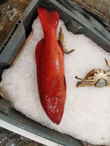 ​沿海地区常见海鱼，海产品图鉴