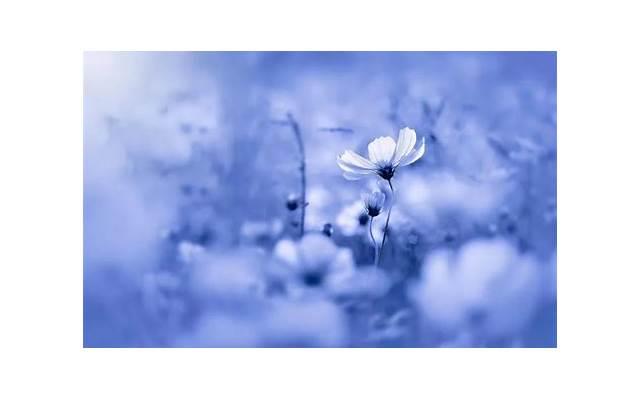 上牙代表父母下牙代表儿女，前门牙代表人的什么?