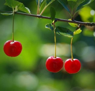 ​区分樱花和樱桃的正确姿势！它们不一样！-百科解密