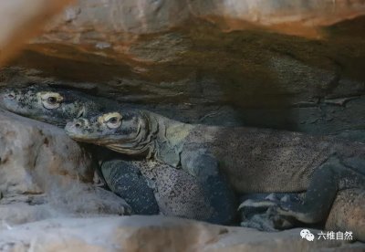​上海动物园展出两只科莫多巨蜥，长1.5米，是现存最大的蜥蜴品种