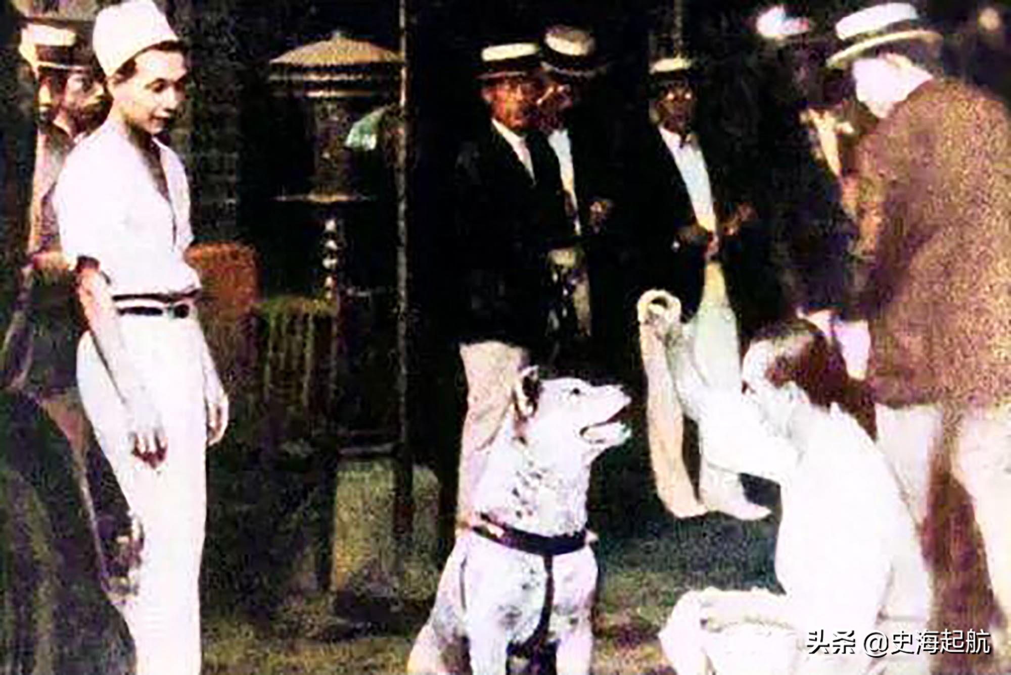 忠犬八公真实照片,主人已不在人世,但它每天仍然坐那盼主人回来