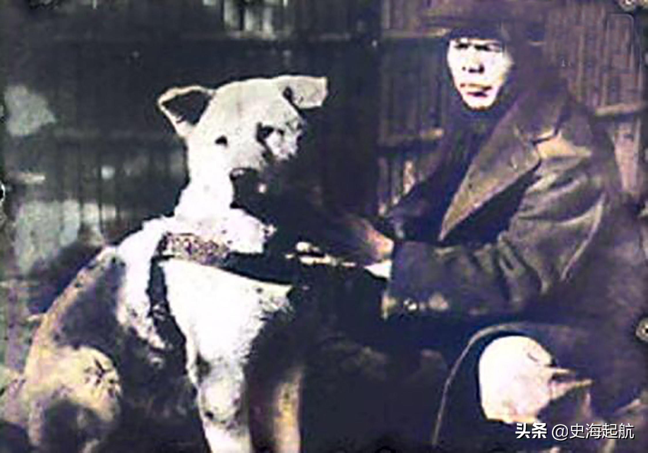 忠犬八公真实照片,主人已不在人世,但它每天仍然坐那盼主人回来