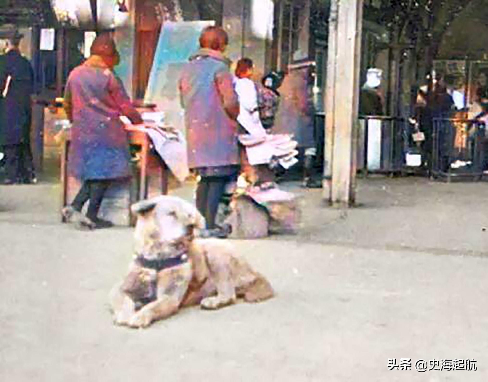 忠犬八公真实照片,主人已不在人世,但它每天仍然坐那盼主人回来