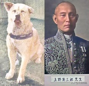 ​忠犬八公真实照片，主人已不在人世，但它每天仍然坐那盼主人回来