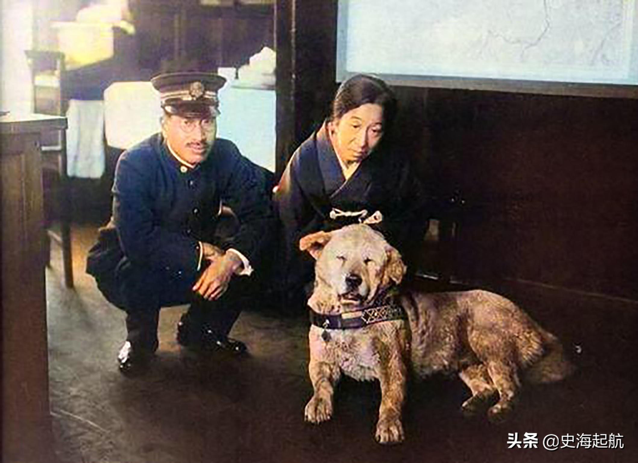 忠犬八公真实照片,主人已不在人世,但它每天仍然坐那盼主人回来