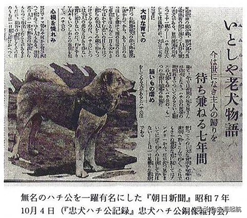 忠犬八公真实照片,主人已不在人世,但它每天仍然坐那盼主人回来