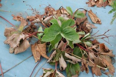 ​草莓青枯病症状及防治