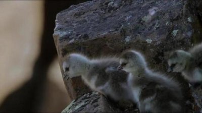 ​置之死地而后生，白颊黑雁堪称鸟类中的狼牙山五壮士