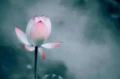 ​我是佛前的一朵青莲