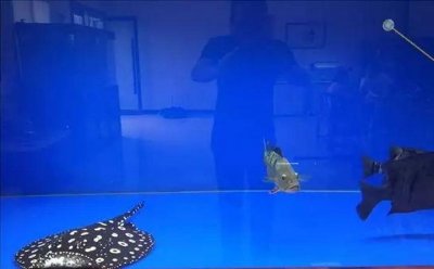 ​这种鱼，贵的能卖到100多万一条！乐清有人拥有这个鱼“富矿”