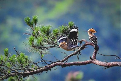 ​长相美丽却散发恶臭，农村所谓的“棺材鸟”，究竟是什么？