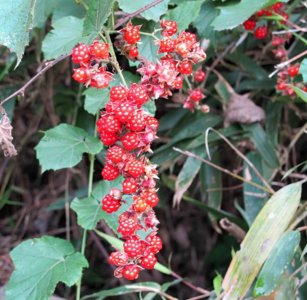 ​高粱泡：冬季才成熟，儿时一摘好几斤，如今少见了，花钱也难买到