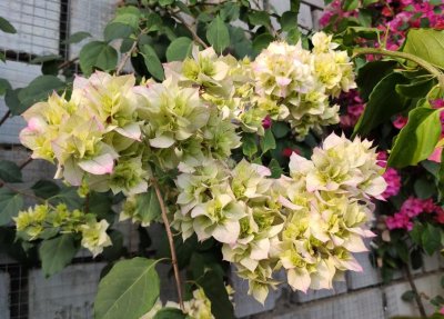 ​真正“最耐旱”的6种花，扔到“阴凉地”，半年不浇水都没事