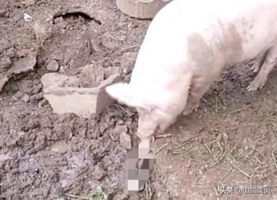 ​农村老人说:“猪是蛇的天敌。”蛇害怕猪是真的吗？为什么？