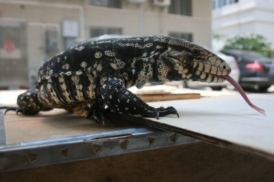 ​爬宠：面包虫应该怎么养，小小的虫子还有很大的门道