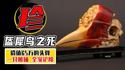 ​从500一个，到65万难求，盔犀鸟因头骨惨遭灭族？