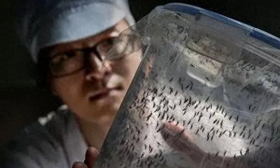 ​中国最大蚊子工厂：羊血喂养，3千万蚊子月释放