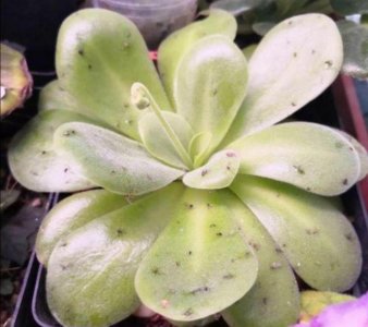 ​天热了，花盆里出现了小黑飞，试试用这几种方法来防治