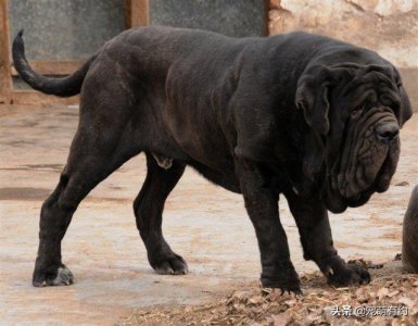 ​世界上最凶猛的，当仁不让的王者，是加纳利犬，还是那不勒斯獒犬