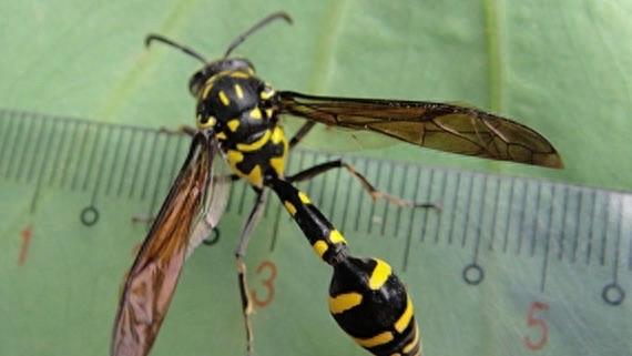 它可不是普通的蜜蜂，蜇了人也不会死的泥蜂太嚣张