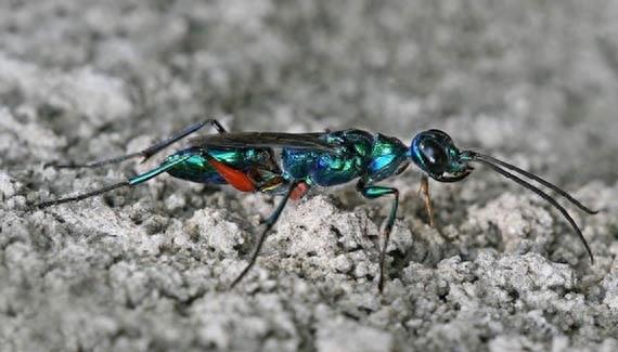 它可不是普通的蜜蜂，蜇了人也不会死的泥蜂太嚣张