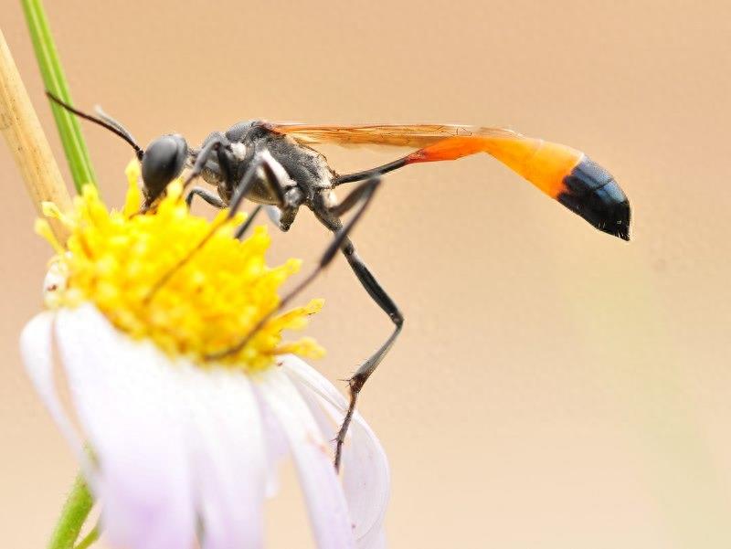 它可不是普通的蜜蜂，蜇了人也不会死的泥蜂太嚣张
