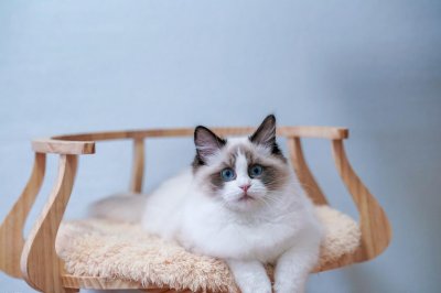 ​布偶猫养“公的”好，还是养“母的”好？