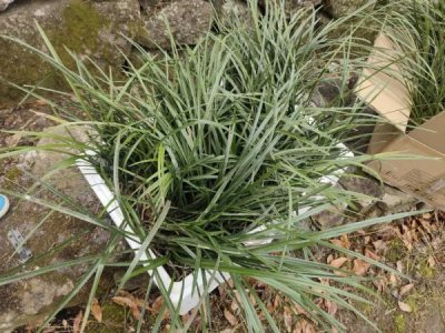 ​“我从山中来，带着兰花草”，违法！