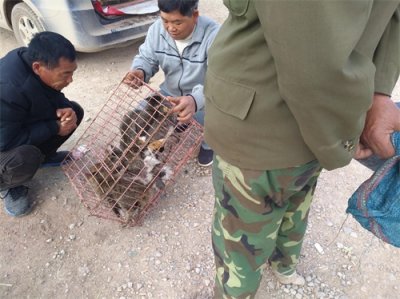 ​顾客看中一只土猫开价120元收购，商贩称：“这只要200!”